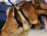 San Diego PD Going to the Dogs – And That’s a Good Thing