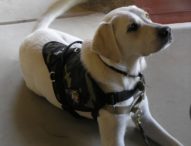 How and Why to Get a Service Dog?