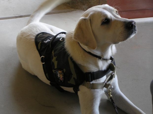 How and Why to Get a Service Dog?