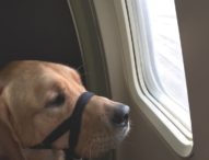 Important Travel Tips for Service Dogs