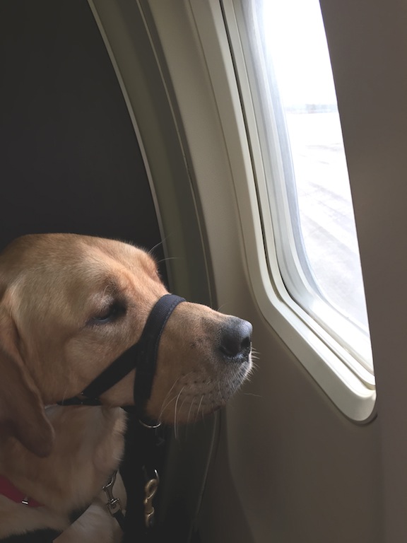 Important Travel Tips for Service Dogs