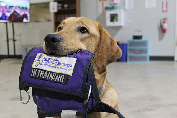 Paws for Purple Hearts improves the lives of America’s Warriors