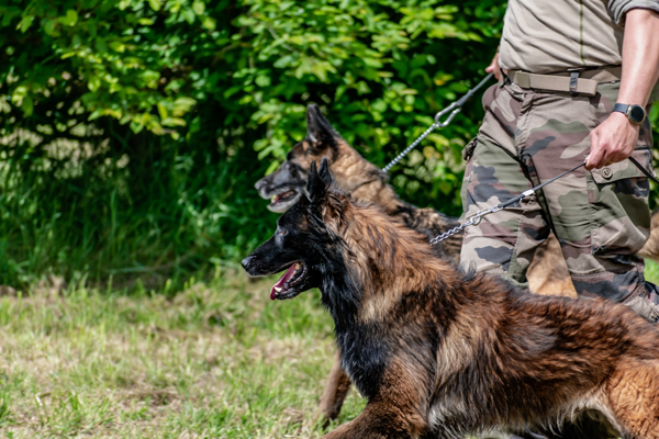 Lessons in Loyalty, Healing, and the Human-Canine Bond